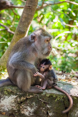 Monkey in forest park in Ubud - Bali Indonesia