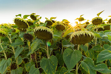 Sunflowers on a field