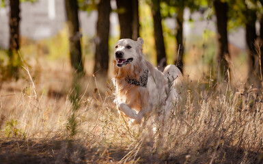 Golden retriever dog in autumn park