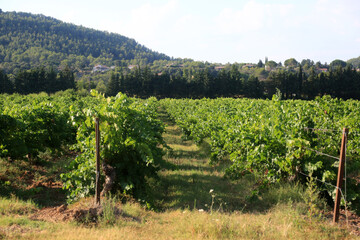 Fototapeta na wymiar vineyard fields in provence france