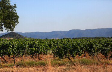 Fototapeta na wymiar vineyard fields in provence france