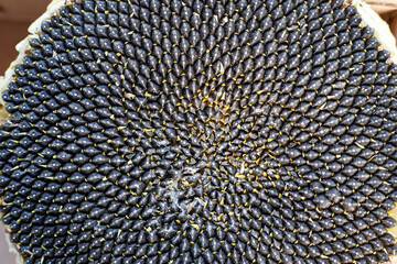 Sunflower seeds are taken in close-up, beautiful and natural seed structure