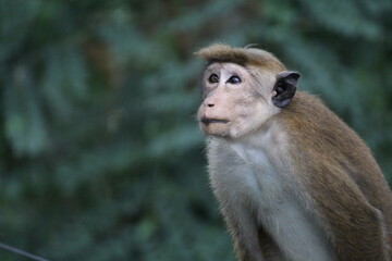 portrait of a monkey