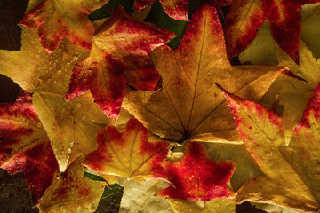 texture of beutiful autumnal leaves