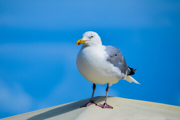 Seagull on the pier