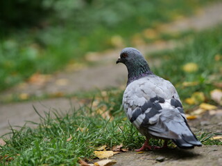 pigeon in the park