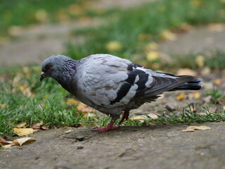 pigeon in the park