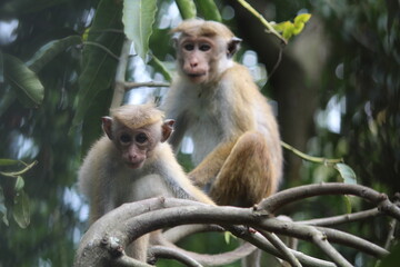 Sri Lankan macaques sitting on a tree