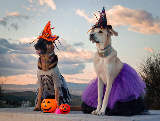 Perros disfrazados para halloween