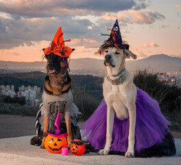 Perros disfrazados para halloween