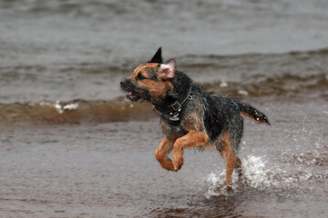 Small dog runs along the shore at water's edge