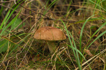 A birch mushroom (Boletaceae) in a german forest 