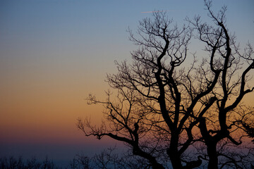Obraz na płótnie Canvas Silhouette of a tree at sunset