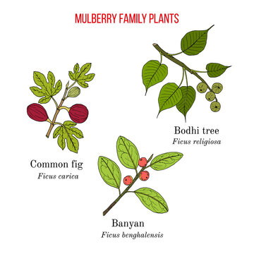 Set of mulberry or fig family plants - fig, banyan and bodhi tree