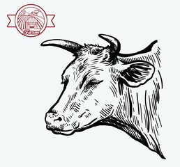 Black and white drawing of a cow head