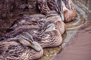 A group of wild brown ducks resting by the pond on a rainy summer day. Wildlife, waterfowl in natural conditions.