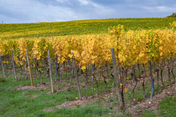 Fototapeta na wymiar Golden discolored vines in the Rheingau / Germany on a sunny autumn day