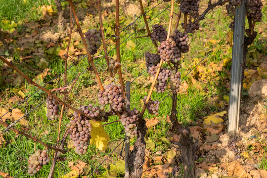 Weinrispe Bilder Durchsuchen 575 Archivfotos, und