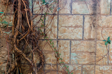 stone wall with tree