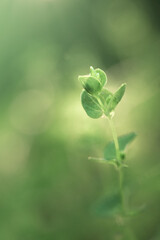 green leaves on a green background