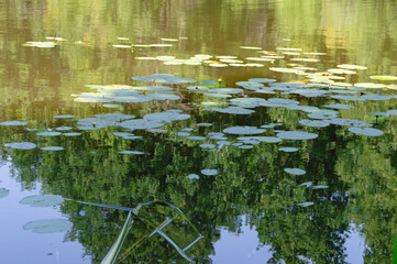 water lily leaves on calm water surface of the river, reflection of trees