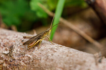 A grasshopper in the nature