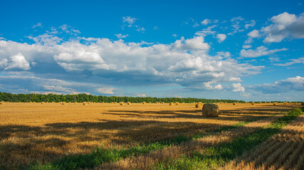 Obraz premium Agricultural wheat field after harvest.