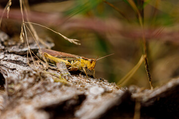 A grasshopper in the nature