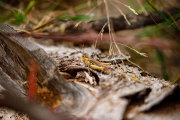 A grasshopper in the nature