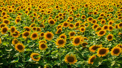 Field of blooming sunflower.