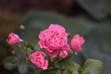Rosa blühende Rose