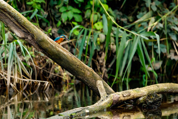 Kingfisher bird sitting on the branch