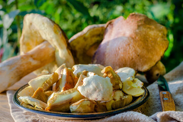 Fresh Forest Mushrooms in a Plate