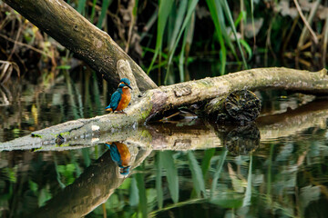 Kingfisher bird sitting on the branch