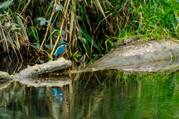 Kingfisher bird sitting on the branch