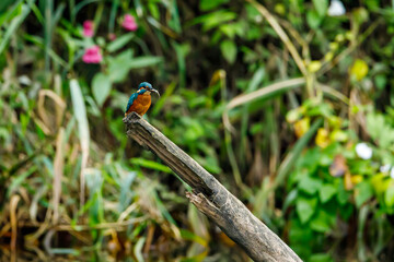 Kingfisher bird sitting on the branch