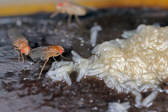 A ot of larvae - maggots and adult of Common fruit fly or vinegar fly - Drosophila melanogaster. It is a species of fly in the family Drosophilidae, pest of fruits and food made from fruits