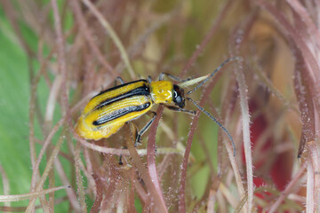 The Western corn rootworm Diabrotica virgifera virgifera is one of the most devastating corn rootworm species. Typically colored female on the corn.