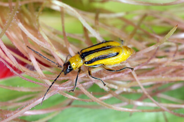 The Western corn rootworm Diabrotica virgifera virgifera is one of the most devastating corn rootworm species. Typically colored female on the corn.