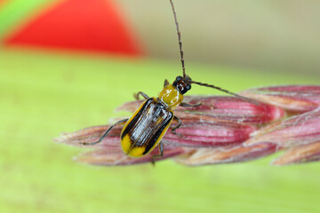 The Western corn rootworm Diabrotica virgifera virgifera is one of the most devastating corn rootworm species. Male on the maize.