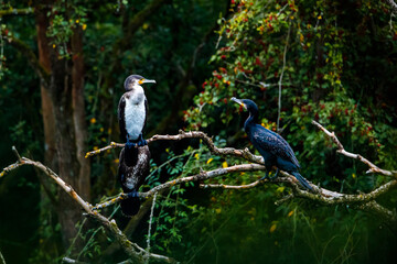 cormorants in a tree at a river