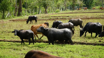 cows in the field