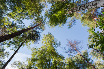 Obraz premium Trunks and tops of trees against sky, bottom-up view