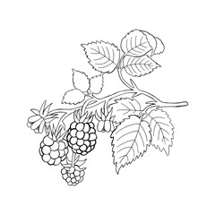 Monochrome Raspberries. Can be used for postcards, invitations, advertising, web, textile and other.