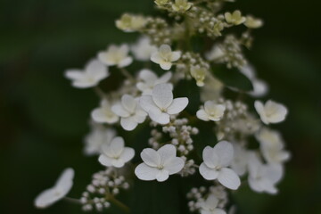 Blühende Schmetterlings-Hortensie 'Butterfly' (Hydrangea paniculata)