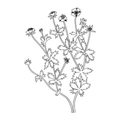 Monochrome Cinquefoil twig (Potentilla neumanniana). Can be used for postcards, invitations, advertising, web, textile and other.