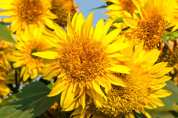 Flower of decorative sunflower among the other sunflowers close-up