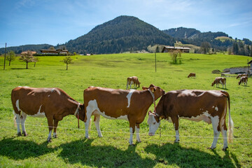 Beautiful swiss cows. Alpine meadows. farm.  