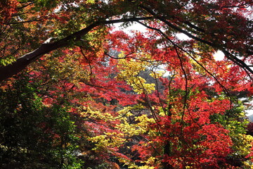 紅葉の森
