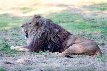 African male lion